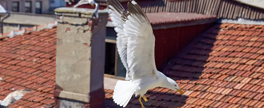 Residential Chimney Animal Removal Solution in Laurel, MD