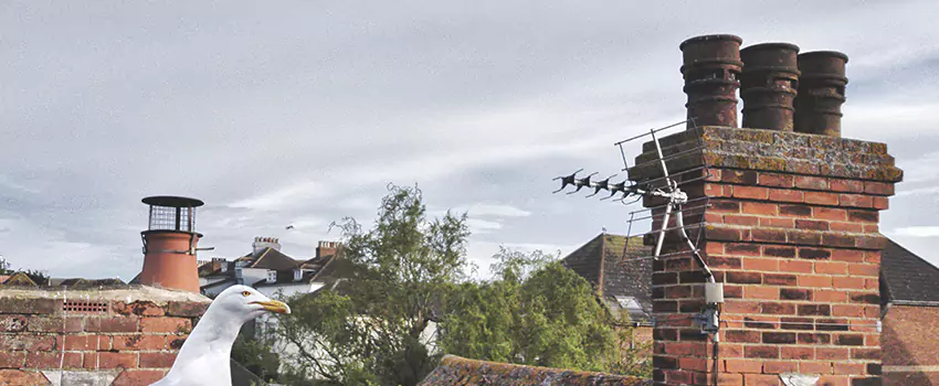 Chimney Cleaning And Restoration in Laurel, Maryland